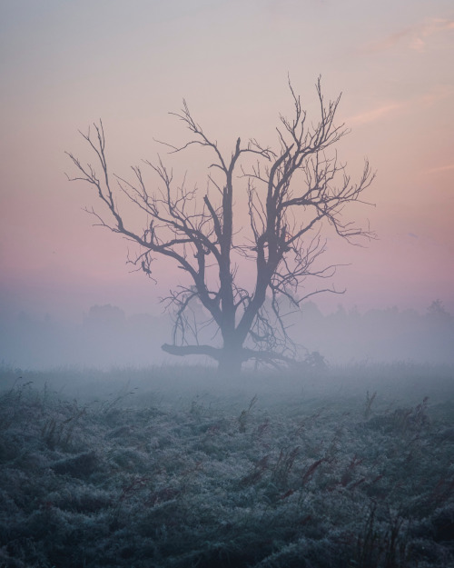 cmorga:A withered tree, MazoviaObumarłe drzewo, Mazowsze