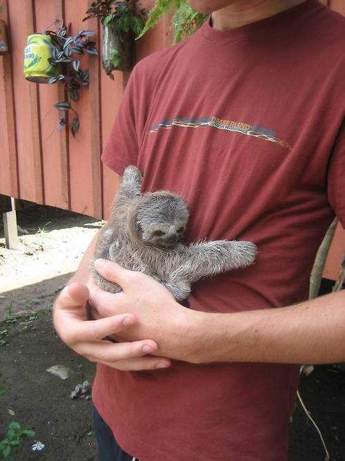 earth-song: Sanctuaries in Costa Rica adopt baby sloths that have been abandoned by their mother, ta