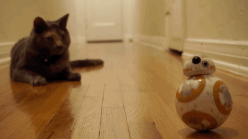 gifsboom:  Mochi the Cat Meets BB8 from Star Wars: The Force Awakens. [video][Scott