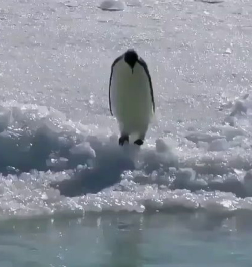 He Was Walking Around Like A Lost Little Penguin Istg Hes So .