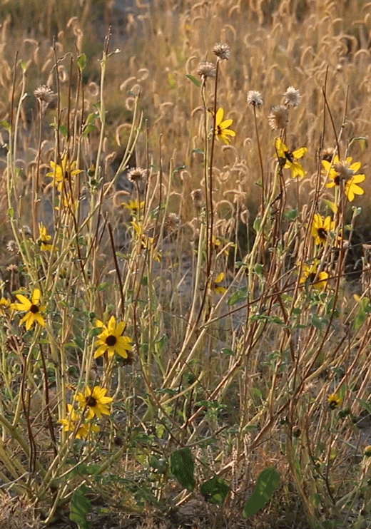 Desert Grasses and Black-Eyed Susan Sunflowers prepare for the eclipse, Wind River Basin, Wyomingpho