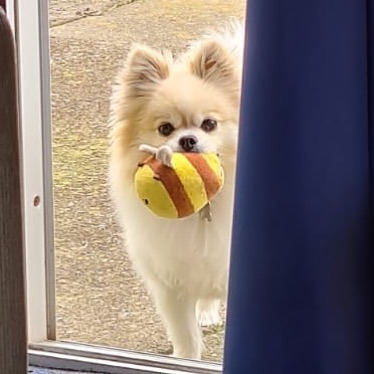 . . . #pomeranian #chihuahua #pomchi #pomahuahua #chiranian #bumblebee #dogsofinstagram #dogtoy  htt