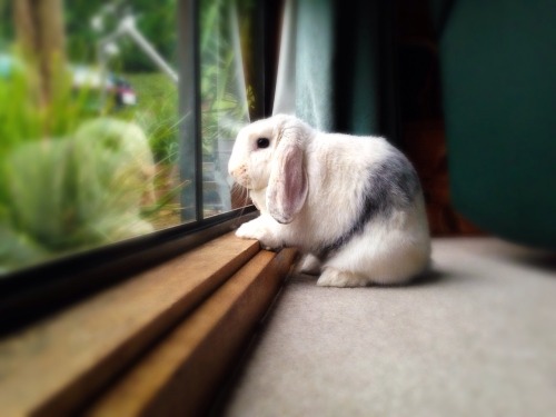 were-all-animals-xoxo:Memorised