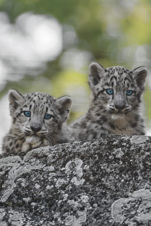 w-canvas:  Two Curious Babies | Tambako  