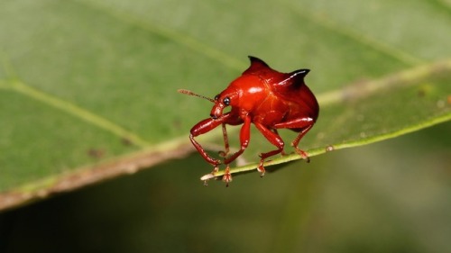 sinobug: Horned Leaf-rolling Weevils (Lamprolabus bihastatus, Attelabidae)by Sinobug (itchydogimag