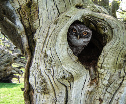 owlsday:  Spotted Owlet by Rajesh Chowdhury