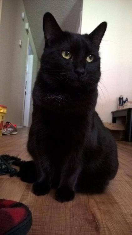 catsbeaversandducks:Happy Black Cat Appreciation Day!Photos via Black Cats on Reddit