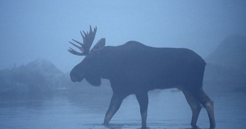 cryptid-wendigo: The Spectral Moose was first reported in the 1900s, in many different areas of Main