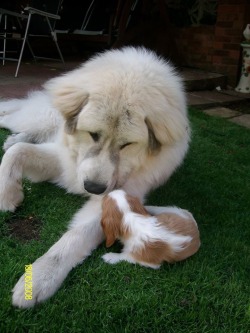 Cute-Overload:  Young Theo And Baby Cody !