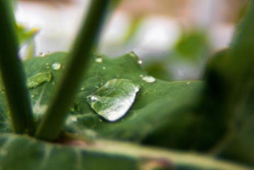 Raindrops [OC][4752x3168]