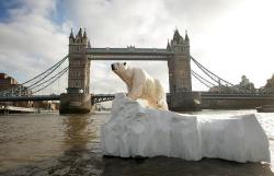 macleod:  The polar bear who swam in the Thames, and lived in the Tower of London.  For a long time, powerful rulers tried to impress each other by exchanging living gifts. The exotic animals kept at the Tower showed the wealth and strength of the king.