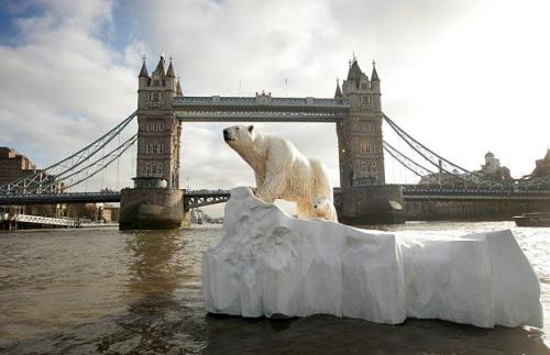 Porn photo macleod:  The polar bear who swam in the