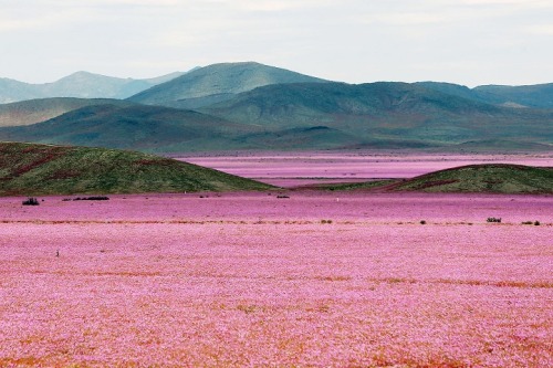 landscape-photo-graphy: One of the Driest Deserts on Earth Blooms with Life and Color The Ataca