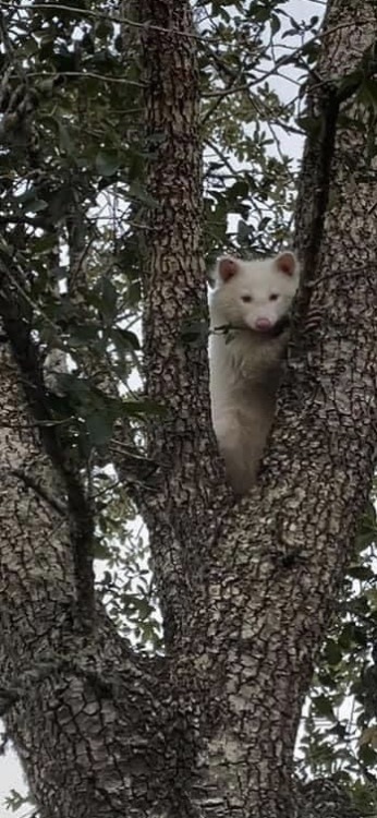 albino raccoon Tumblr posts - Tumbral.com