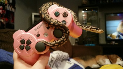 rahneaamar:Look at this snake. I bet he doesn’t even play. #fakegamersnake