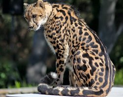 cat-eye-nebula:    The King Cheetah - a rare breed from southern Africa. With thick stripes running down its back, and disorderly blotches over the rest of its body, the king cheetah looks so unusual that it was originally considered a separate species.