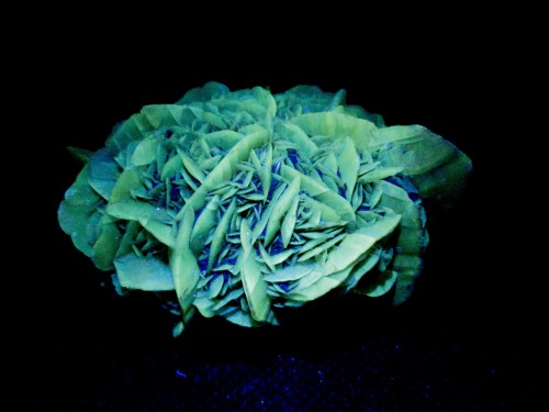 Gypsum var. “Golden” Selenite displaying fluorescenceLocality: Unknown 375 nm (Longwave) UV Light 