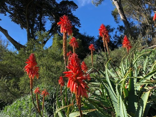 #growth (at Golden Gate Park) Https://www.instagram.com/p/BtEQSFPAwrK/?utm_source=ig_tumblr_share&igshid=3mjxspkjjtw8