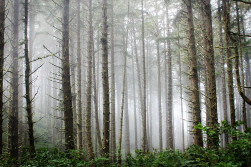 bright-witch: ◈ Pacific Northwest photography by Michelle N.W. ◈ ◈ Print Shop ◈ Blog ◈ Flickr ◈ ◈ Pl