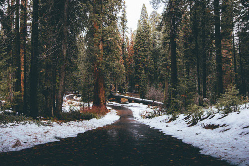 wintry--nights - Wintry Nights And Christmas Lights