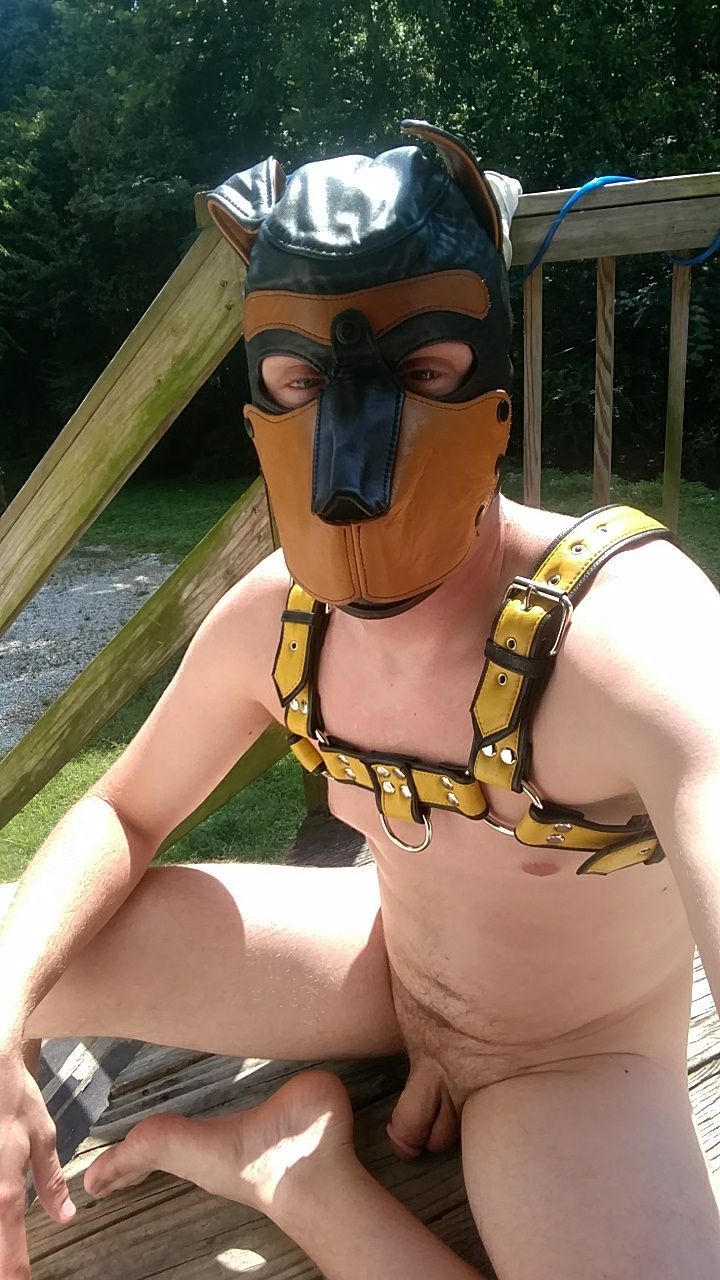 youngpuprebel:  Just relaxing in the sun  Ruff!