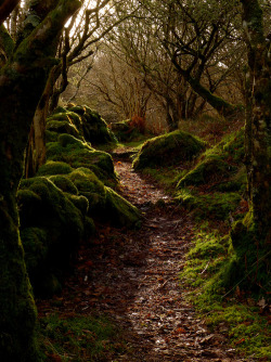 earth-witch:  Enchanted Wood, Argyll, Scotland,