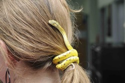 ivyaura:  cuteys:amortentiafashion:Add a touch of life to your outfit by tying your hair back with a very tiny snake.   omg  espikvlt u when you grow your hair out