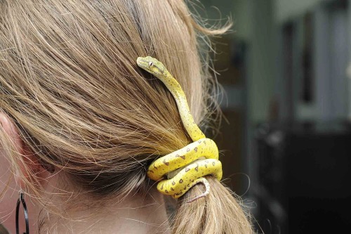 amortentiafashion:Add a touch of life to your outfit by tying your hair back with a very tiny snake.