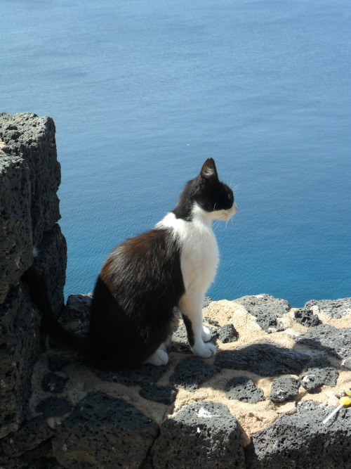 vwcampervan-aldridge: Cat enjoying the view , Lanzarote, Canary Islands All Original Photography by&