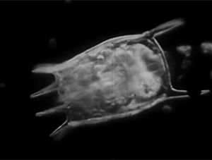 zerostatereflex: Microorganisms: “Microscopic Life: The World of the Invisible” 1958 Encyclopaedia Britannica Films  All this beautiful life we never see. 