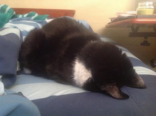 derpycats:
“ This is how my cat Tink sleeps.
”