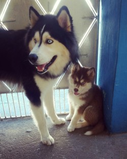 Husky Lovers ♥