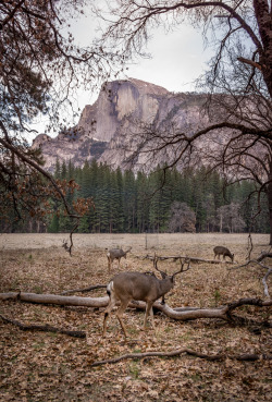 betomad:  Yosemite National Park, CA. photo by Luiz Arroyo