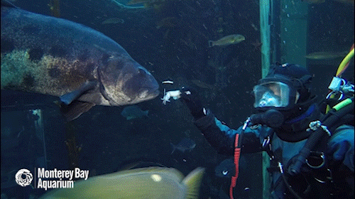 How Do You Train A Fish??