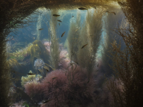 aquatictimes: Look at this! These amazing photos were taken off the coast of Cornwall (my favourite 