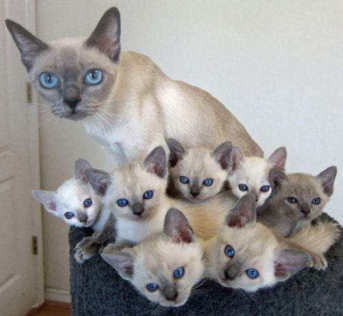 black–lamb:thispoetspace:boredpanda:20+ Proud Cat Mommies With Their Kittens@itsthelesbianaToo