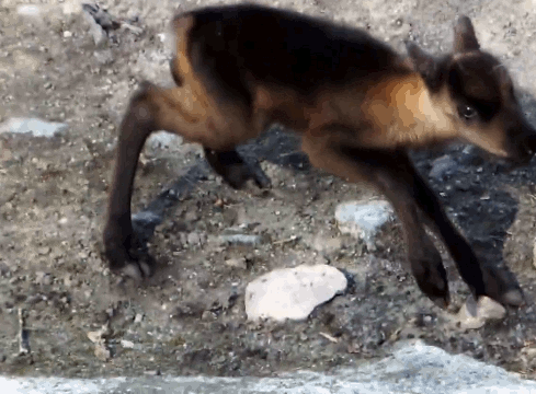 thingswithantlers:Reindeer Calf’s First StepsVideo Source|Gif by me