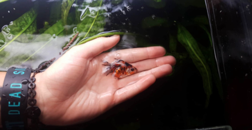 The smallest and biggest fancy goldfish that I own ^.^ 