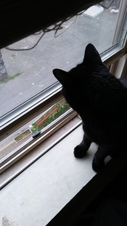 bedbugsbiting: It still says “GATO” on the ground beneath my window. Millie wonders if i