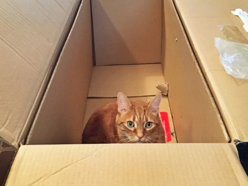 mischiefandmay: More photos of Mischief and “his” Christmas tree box