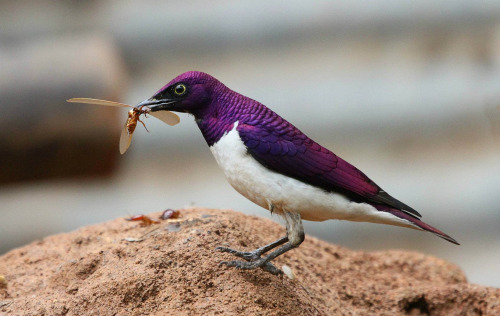 Violet Backed Starling