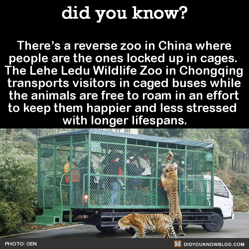 did-you-kno:  There’s a reverse zoo in China where  people are the ones locked
