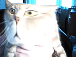 slacktory:  This cat gif is so great it actually made me sad. Like, “Welp, this