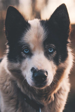 thelavishsociety:  Behind Blue Eyes by Johan