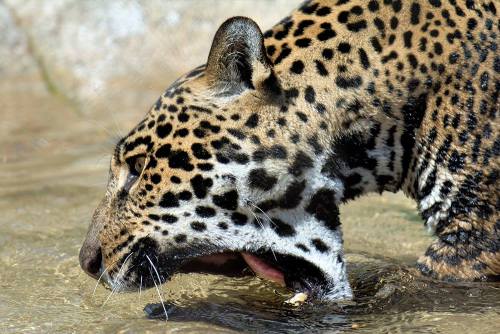 sdzoo:How to catch a fish in 4 easy steps by Nindiri the jaguar (pics by Nancie Cunningham Casey)