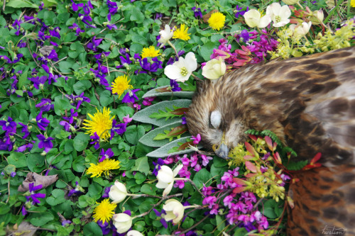 frolicingintheforest: Red Shouldered Hawk(Buteo lineatus) I couldn’t bear to see this GORGEOUS