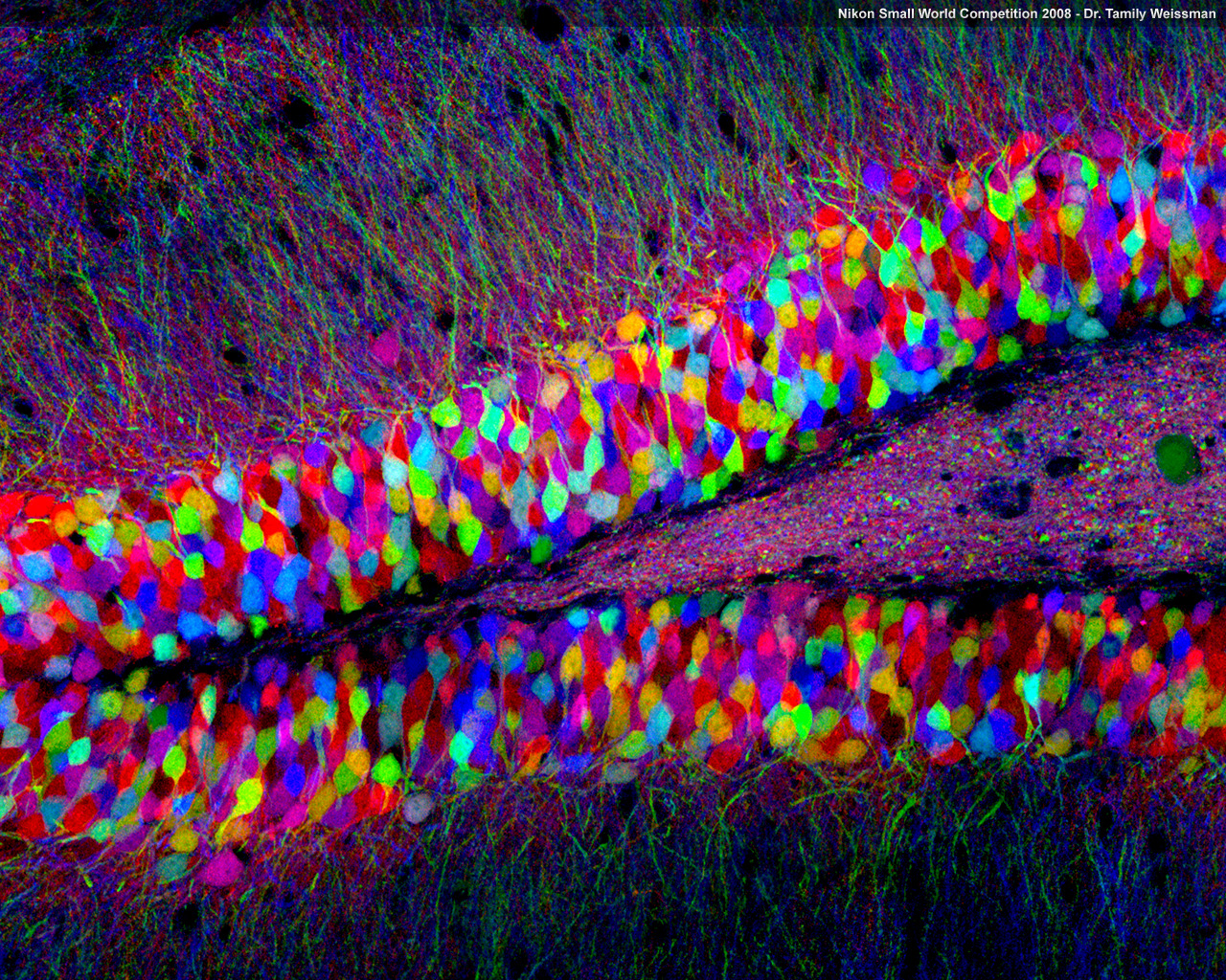 neurosciencestuff:  BrainBow is a technique where cells are made to express several