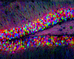 neurosciencestuff:  BrainBow is a technique where cells are made to express several fluorescent proteins, in essentially random amounts. The randomness derives from feedback loops in gene expression. Mixing of fluorescence wavelengths yields a remarkable