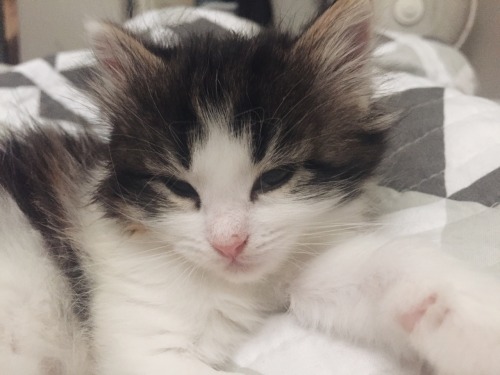 boobookityyfuck:Frank knows she’s cute