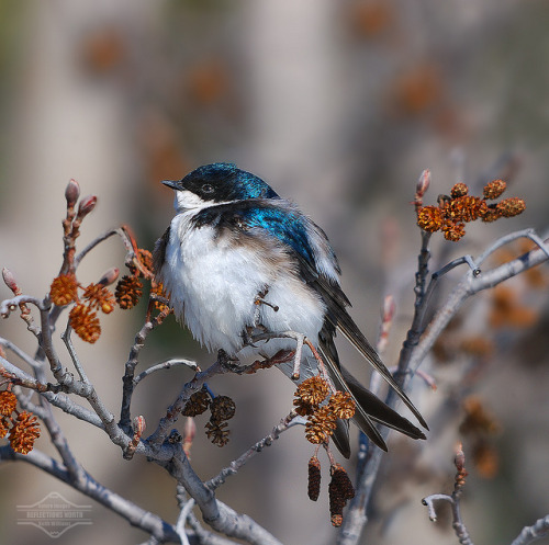 Tree Swallow Sunning in River Alders, The Surreal Swallow Series Continued by kdee64 on Flickr.